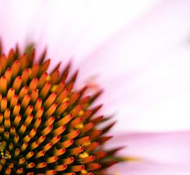 Blume Nahaufnahme von Tijmen Wierenga