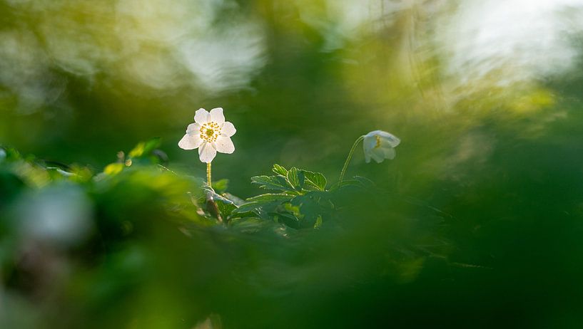 Spotlight by Gilbert de Bruijn