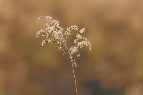 Serene schoonheid in de prachtige Deurnese Peel met organische en rde tinten