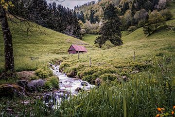 Small torrent in the Black Forest by Hans-Bernd Lichtblau