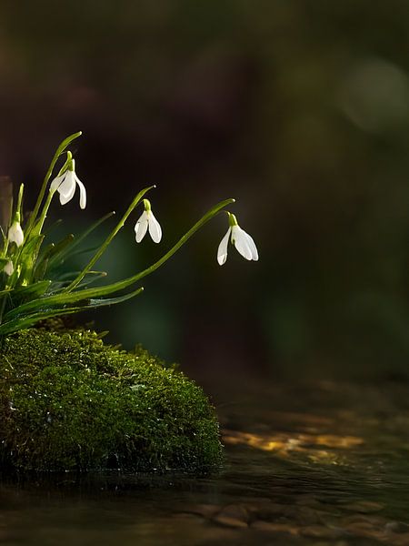 Snowdrops, little forest beauties by a stream- petites beautes de la foret au Bord d&#039;un ruisseau- kleine bosschoonheden bij een beekje sneeuwklokje by Christina Bauer Photos