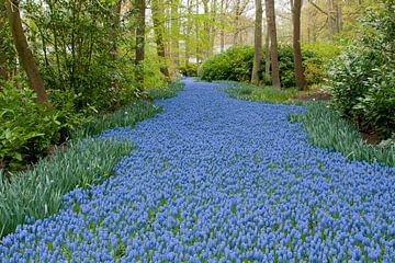 Muscari field in Keukenhof, the Netherlands sur Tamara Witjes