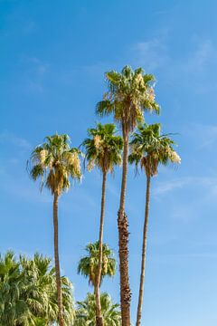 Palmbomen op het strand van Melanie Viola