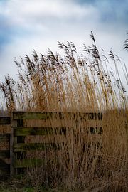 Quiet Reed – Schilf im sanften Winterlicht mit ländlichem Zaun | Ruhige niederländische Naturfotografie