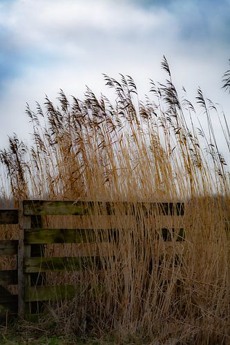 Quiet Reed – Schilf im sanften Winterlicht mit ländlichem Zaun | Ruhige niederländische Naturfotografie