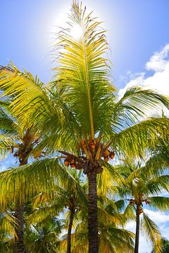 Palmbomen met zon op Mauritius van Stefanie de Boer