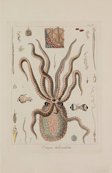 Memorie sulla Storia e Notomia - Stefano Delle Chaie, 1823 - Teylers Museum Collection by Teylers Museum