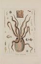 Memorie sulla Storia e Notomia - Stefano Delle Chaie, 1823 - Teylers Museum Collection by Teylers Museum thumbnail