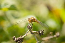 Libelle in grün von Miranda Geerts Art