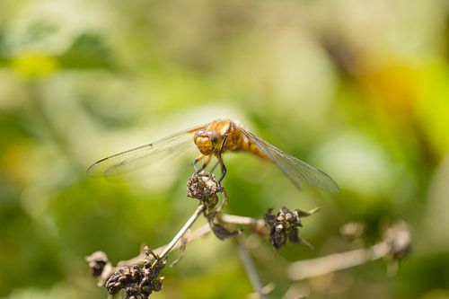 Libelle in het groen