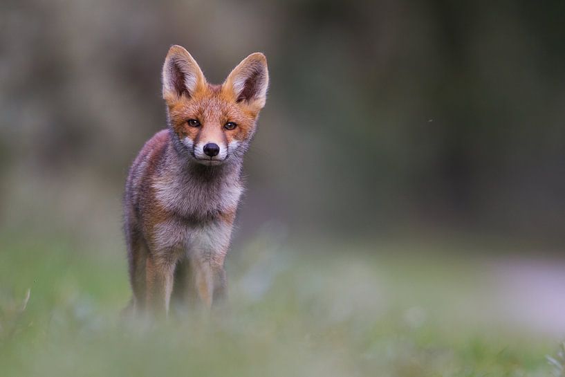 Cub by Pim Leijen