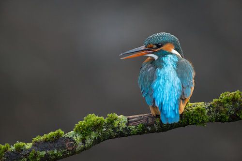 IJsvogel op bemoste tak