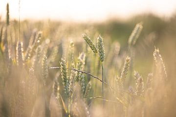 Wheat in the evening sun by Sorcha Tijmons
