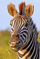 Zebra in Africa