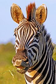 Zebra in Africa by WiWo