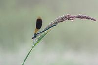 gebändet prachtlibelle