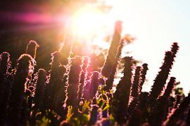 Tegen het licht van Andreas Kilian