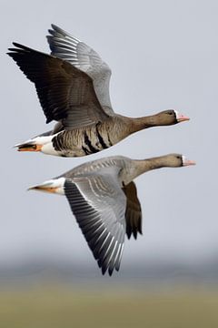 White-fronted Geese ( Anser albifrons ) in flight