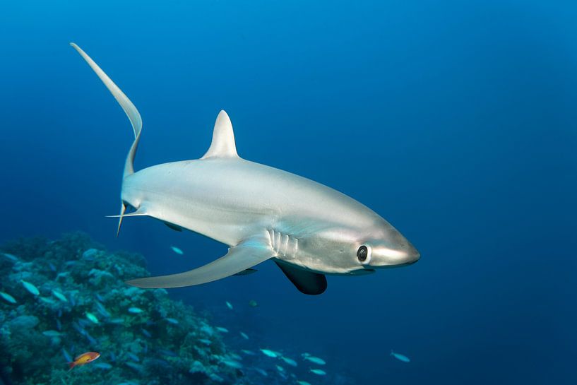 Common Thresher Shark II by Norbert Probst