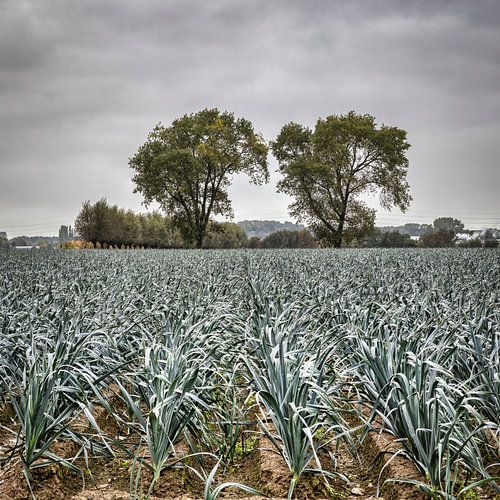 Doit-il y avoir du poireau ?