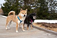 Twee Shiba Inu honden staan op een houten loopbrug in het hoogveen aan de Hornisgrinde