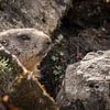 marmotte | marmota sur Thomas Prechtl