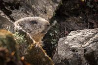 Marmot | Marmota