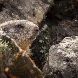 Murmeltier | Marmota von Thomas Prechtl
