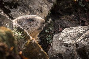 Marmot | Marmota van Thomas Prechtl