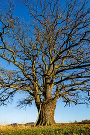 Die Dicke Eiche von Roland Brack