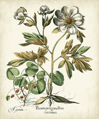 Basilius Besler,Ivoorpioenen IIi