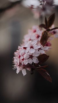 Zacht roze kersenbloesem bloemenprint van Sharon Kastelijns