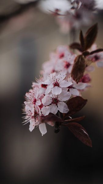 Imprimé floral de fleurs de cerisier rose tendre par Sharon Kastelijns