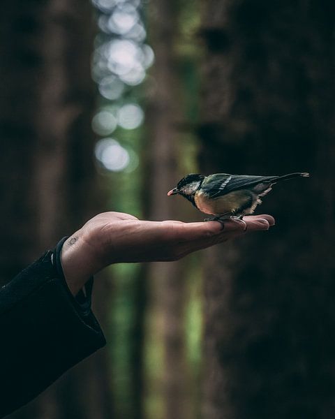 Birb 2 van Marco Andreani