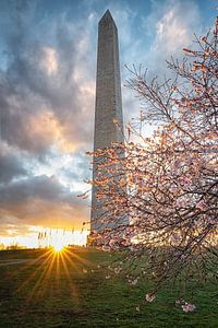 Monument de Washington au coucher du soleil avec des cerisiers en fleurs