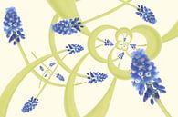 vrolijke blauwe druifjes in de lente van Klaartje Majoor thumbnail