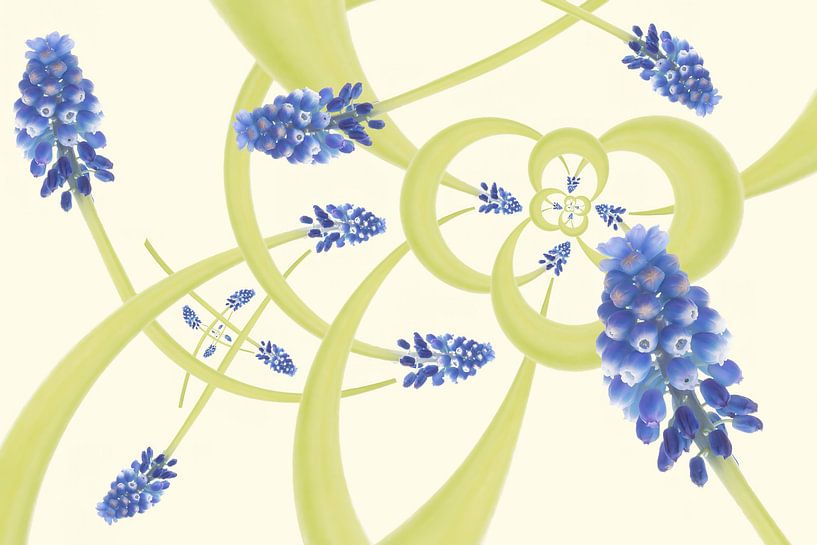 vrolijke blauwe druifjes in de lente van Klaartje Majoor