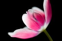 Tulp met detail