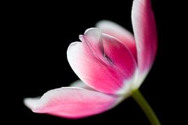 Tulp met detail van Sabine Wiechmann