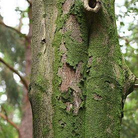 Tree bark by Petra De Jonge