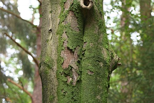 Écorce d'arbre