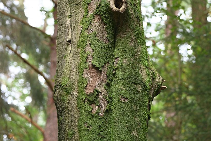 Tree bark by Petra De Jonge