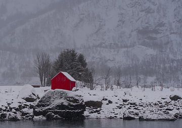 Robuer in winterlandschap van Kai Müller