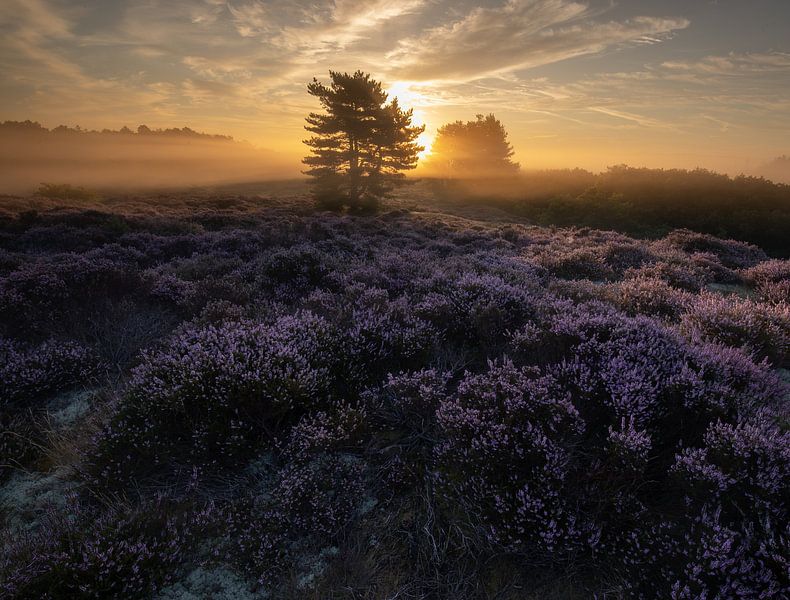 The sun illuminates the moors by peterheinspictures