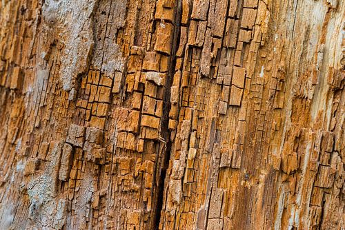 Structuur van een dode boom
