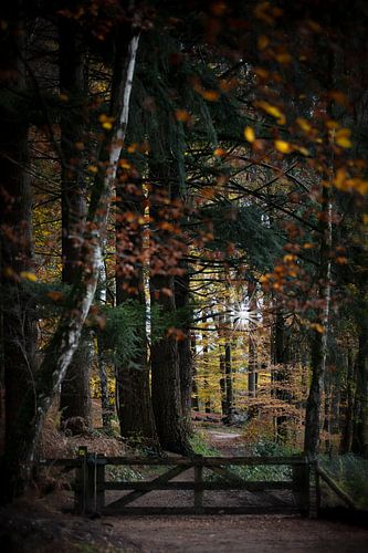 Les vibrations de l'automne sur Nanouk el Gamal - Wijchers (Photonook)