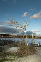 Oude boom langs het water