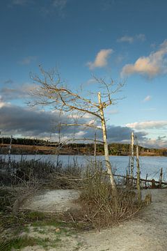 Oude boom langs het water van Tom Van den Bossche