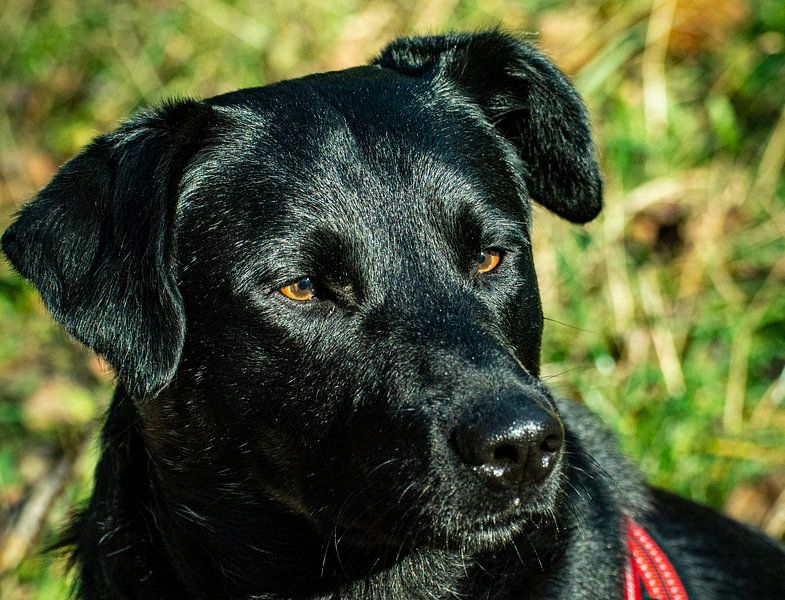Labrador van Johnny Flash