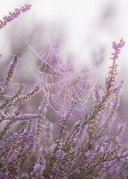 Spinnenweb in een mistige ochtend. van Jack Pruijn